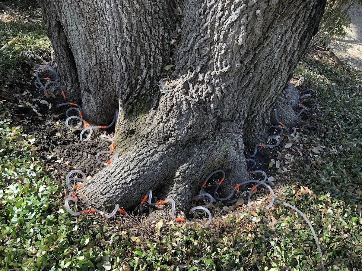 Detailed Tree Cabling and Bracing job site in Grand Island