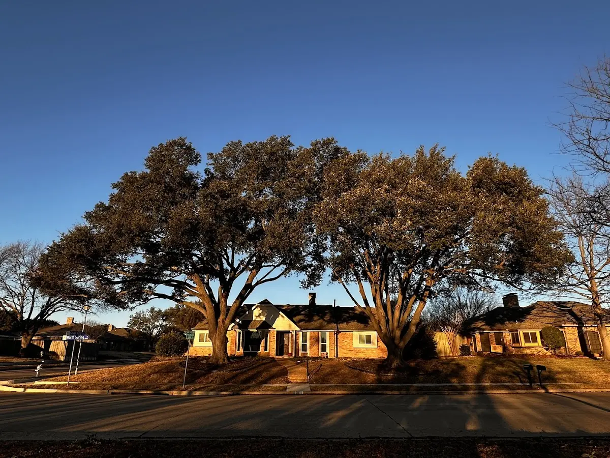 Established residential canopy tree shading a home in Grand Island
